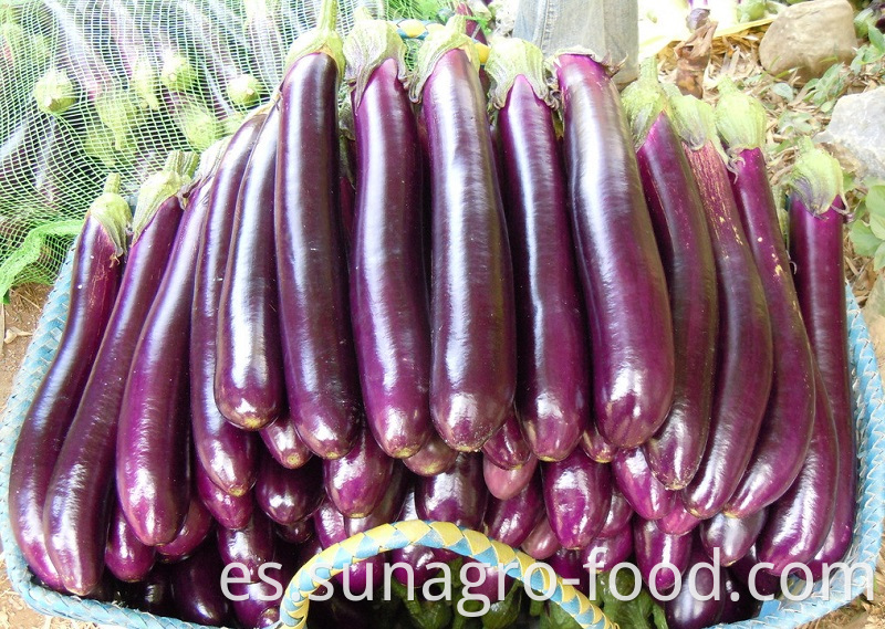 Fresh Eggplant For Export